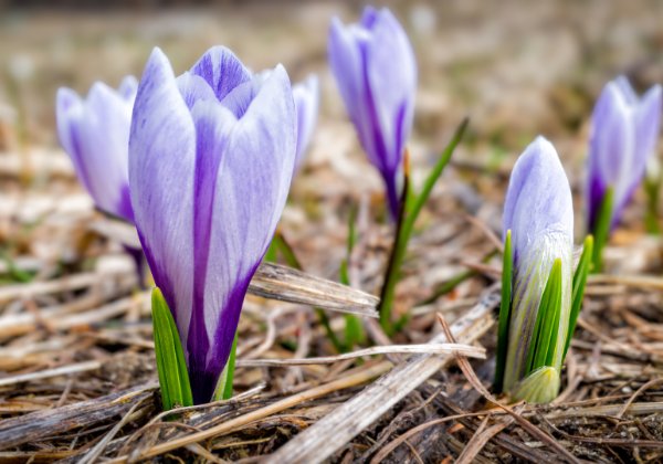 Early spring heralds Early spring heralds 21./22., 27.3. + 5.4.2023